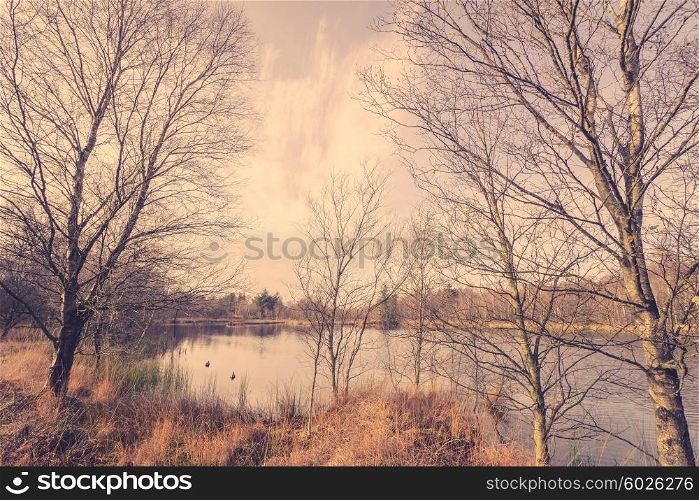 Idyllic lake with ducks in the autumn