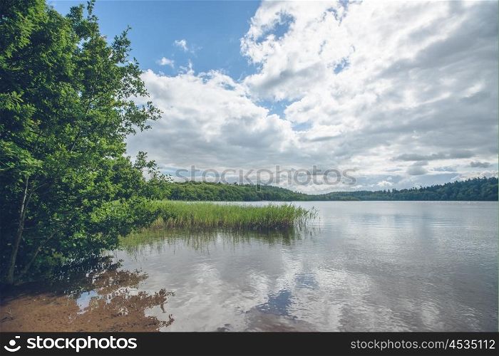 Idyllic lake with green trees and reeds in the summer