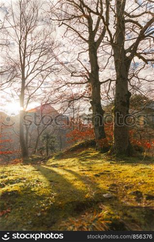 Idyllic landscape in the timberland, outdoors, sunshine