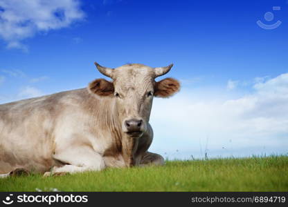 Idyllic Landscape of Alpine Pasture with Grazing Cows on a Bright Sunny Day against a Bright Blue Background with Clouds of Sky