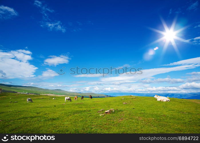 Idyllic Landscape of Alpine Pasture with Grazing Cows on a Bright Sunny Day against a Bright Blue Background with Clouds of Sky