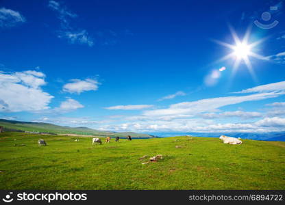 Idyllic Landscape of Alpine Pasture with Grazing Cows on a Bright Sunny Day against a Bright Blue Background with Clouds of Sky