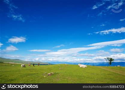 Idyllic Landscape of Alpine Pasture with Grazing Cows on a Bright Sunny Day against a Bright Blue Background with Clouds of Sky