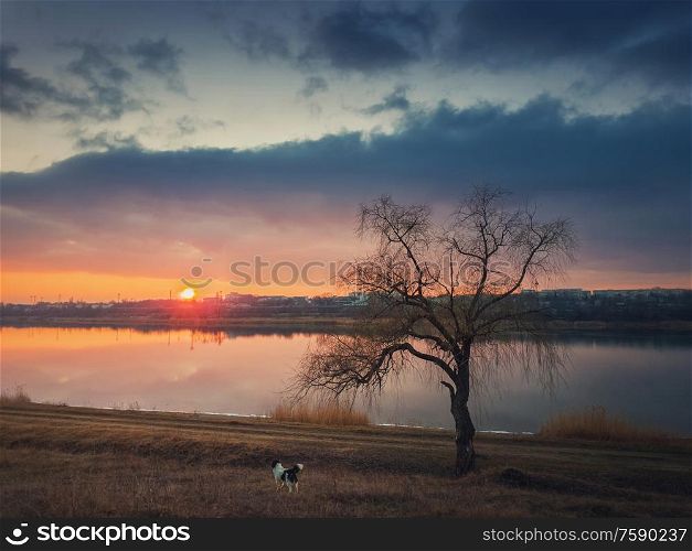 Idyllic rural scene, steppe landscape with a dog watching the sunset over the calm lake water, standing near a bare willow tree on the dry grass meadow. Silent evening mood, countryside background.