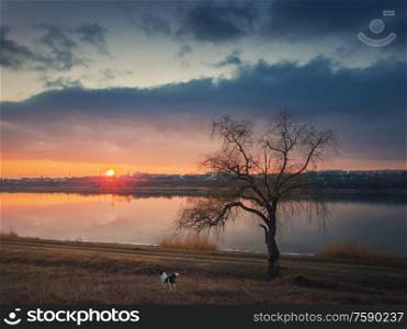 Idyllic rural scene, steppe landscape with a dog watching the sunset over the calm lake water, standing near a bare willow tree on the dry grass meadow. Silent evening mood, countryside background.