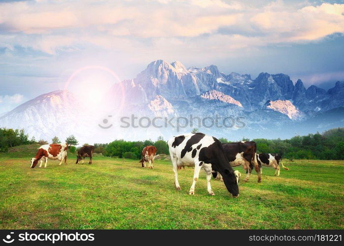 Idyllic summer landscape in the Alps with cow grazing on fresh green mountain pastures, Upper Bavaria, Germany