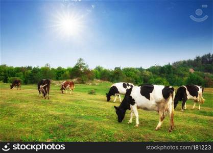 Idyllic summer landscape in the Alps with cow grazing on fresh green mountain pastures, Upper Bavaria, Germany
