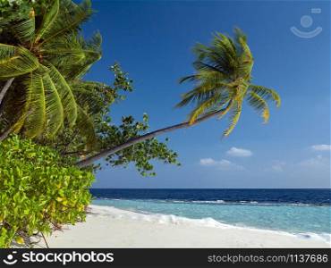 Idyllic tropical island paradise in the Maldives - Indian Ocean