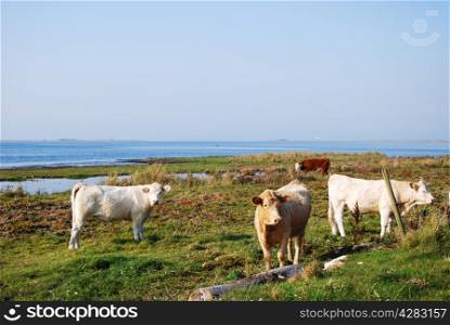 Idyllic view at a pastureland with grazing cows at the Swedish island Oland