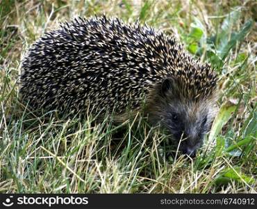 Igel im Gras. Hedgehog in search of food in the park