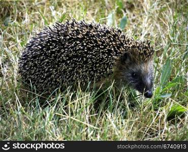 Igel im Park. Hedgehog in search of food in the park