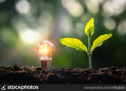 ightbulb with small tree on soil in nature and sunshine. concept saving