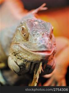 iguana. Family of large lizards adapted conditions of a dry climate