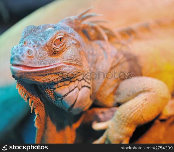 iguana. Family of large lizards adapted conditions of a dry climate
