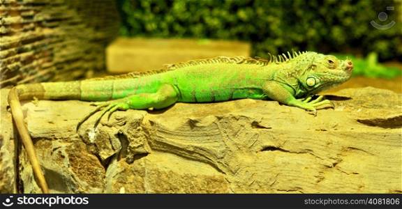Iguana green lizard reptile resting on a rock in terrarium
