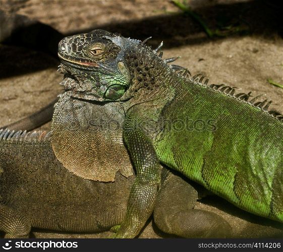 iguana lizards