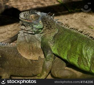 iguana lizards