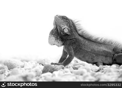 Iguana on Port Marie beach on Curacao