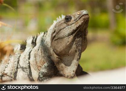 Iguana posing for photograph in Mexico.