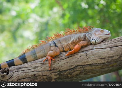 iguana reptile sitting on the tree