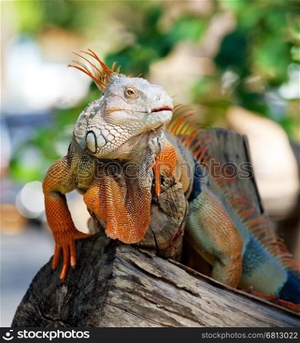 iguana reptile sitting on the tree