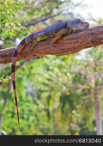 iguana reptile sleeping on the tree