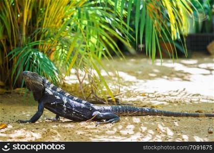 Iguana serenely walking on the beach in the shade of palm leaves. Iguana serenely walking in the shade