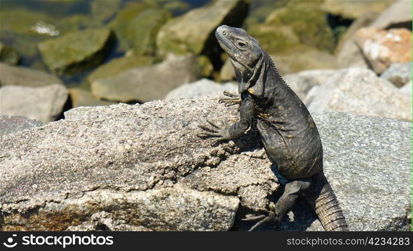 Iguana sitting on a rock in the sun.