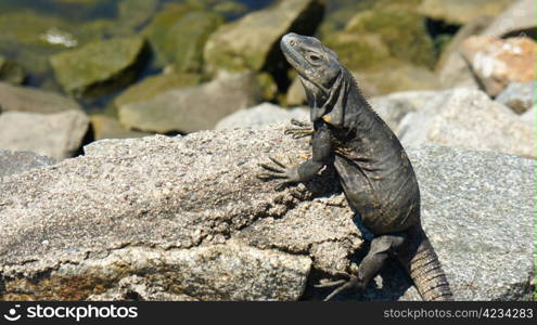 Iguana sitting on a rock in the sun.