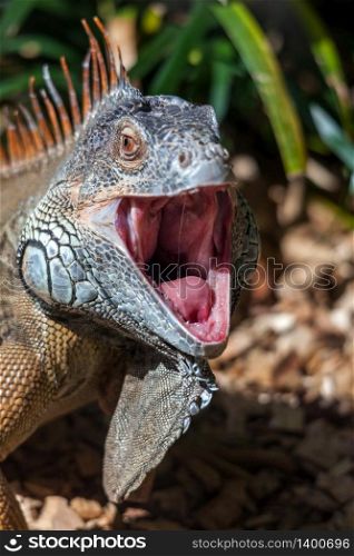 Iguana with Mouth Open