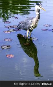 ild grey heron (Ardea cinerea) eating lunch in the River Thames - Richmond upon Thames, United Kingdom