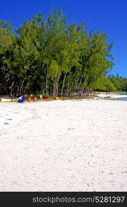 ile du cerfs seaweed in indian ocean mauritius mountain sand isle sky and rock