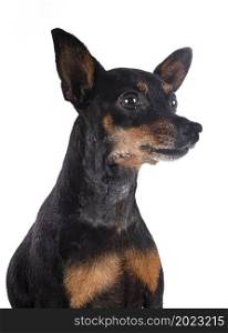 ill miniature pinscher in front of white background