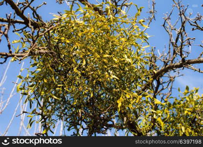 Illuminated by sunlight Mistletoe grows on a tree, close-up. Mistletoe on a tree