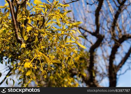 Illuminated by sunlight Mistletoe grows on a tree, close-up. Mistletoe on a tree