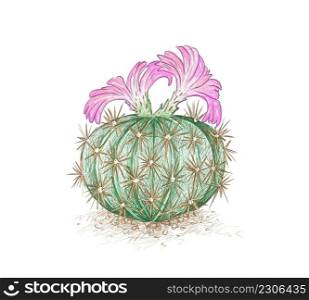Illustration Hand Drawn Sketch of Acanthocalycium Cactus with Pink Flower.