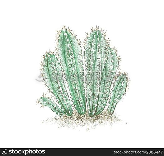 Illustration Hand Drawn Sketch of Acanthocereus Cactus or Triangle Cactus for Garden Decoration.