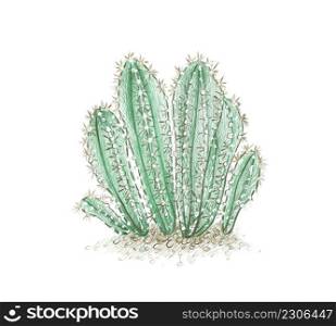 Illustration Hand Drawn Sketch of Acanthocereus Cactus or Triangle Cactus for Garden Decoration.