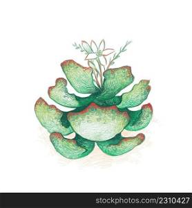 Illustration Hand Drawn Sketch of Adromischus Maculatus, Calico Hearts or Chocolate Drop with Flowers. A Succulent Plants for Garden Decoration. 