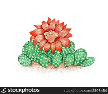 Illustration Hand Drawn Sketch of Airampoa Cactus with Red Flower for Garden Decoration.