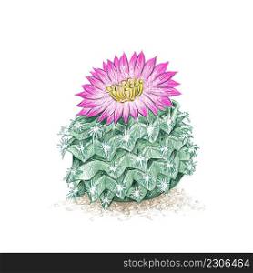 Illustration Hand Drawn Sketch of Ariocarpus Cactus with Pink Flower for Garden Decoration.