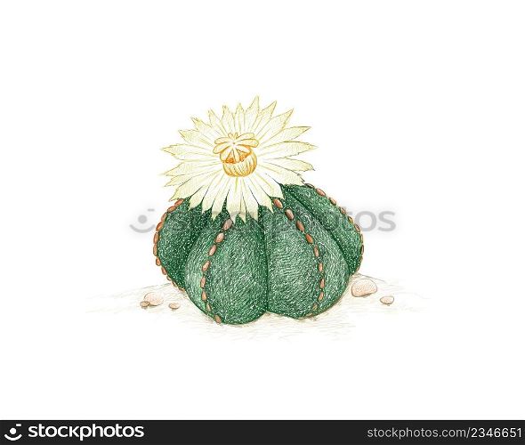 Illustration Hand Drawn Sketch of Astrophytum Myriostigma, Bishops Hat or Bishop&rsquo;s Miter Succulents Plant. A Succulent Plants for Garden Decoration.
