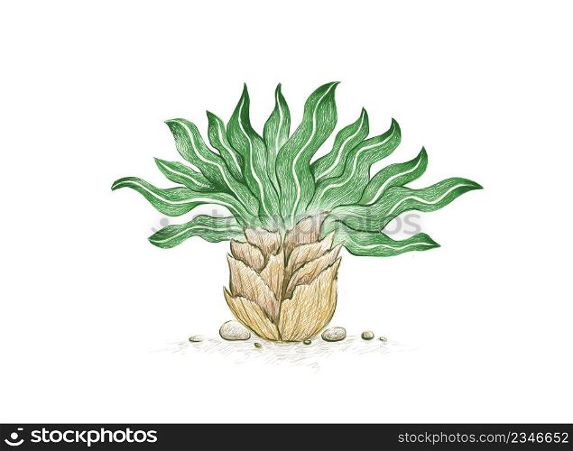 Illustration Hand Drawn Sketch of Boophone Haemanthoides Plant. A Succulent Plants for Garden Decoration.