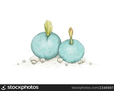 Illustration Hand Drawn Sketch of Conophytum Calculus or Marble Buttons with Yellow Flowers. A Succulent Plants for Garden Decoration.
