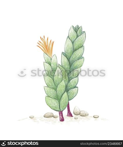 Illustration Hand Drawn Sketch of Corpuscularia Lehmannii or Ice Plant with Yellow Flowers. A Succulent Plants for Garden Decoration.