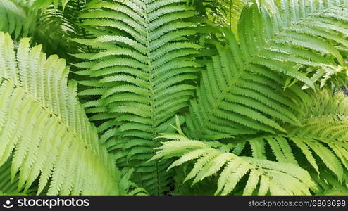 Illustration of background with green fresh fern branches