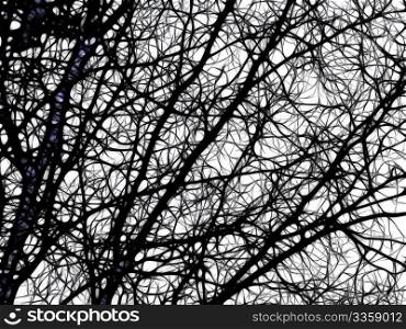 Illustration of Bare Tree Branches in Winter