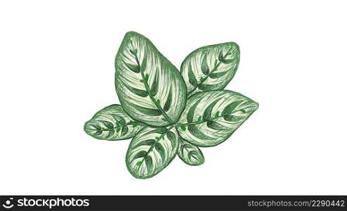 Illustration of Beautiful Calathea Makoyana, Cathedral Windows or Peacock Plant for Garden Decoration