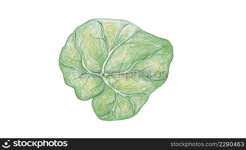 Illustration of Beautiful Fresh Green Begonia Leaves Isolated on A White Background.