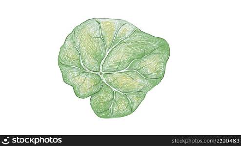 Illustration of Beautiful Fresh Green Begonia Leaves Isolated on A White Background.